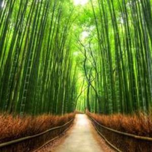 Meet your Posher, Caryn